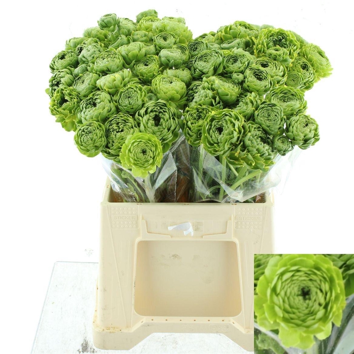 <h4>RAN PON PON FLORA</h4>