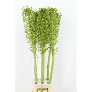 EUCOMIS P-E GOLIATH XXL