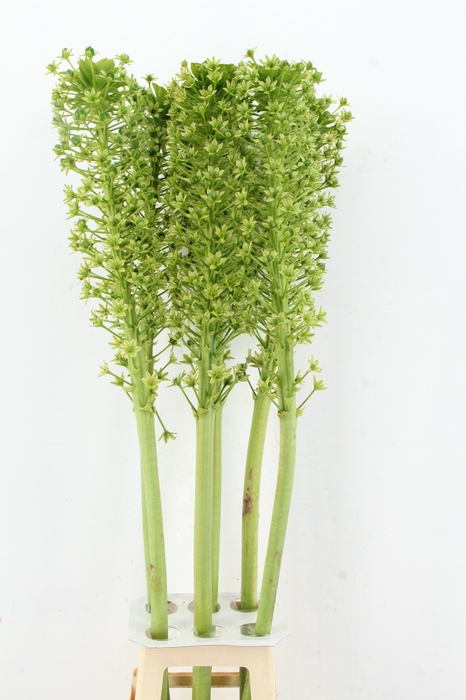 <h4>EUCOMIS P-E GOLIATH XXL</h4>