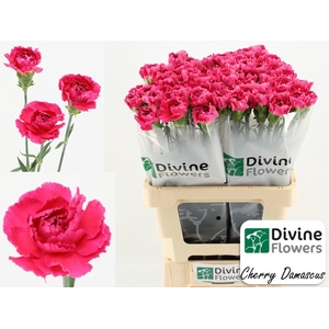Dianthus ST 'Cherry Damascus'