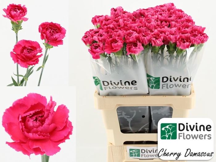 <h4>Dianthus ST 'Cherry Damascus'</h4>