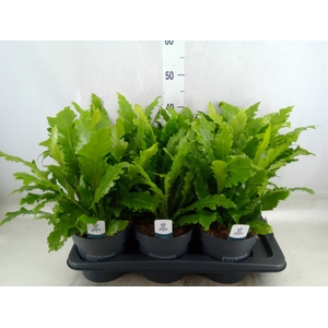 Asplenium nidus 'Campio'