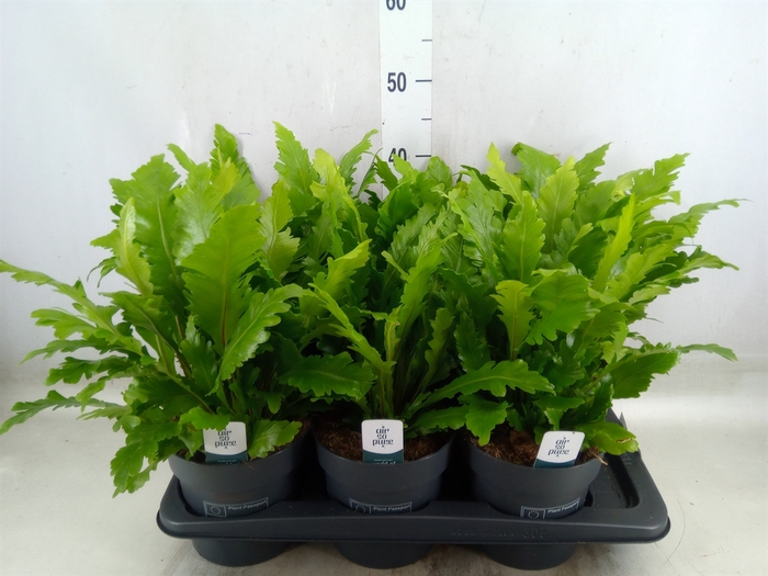 <h4>Asplenium nidus 'Campio'</h4>