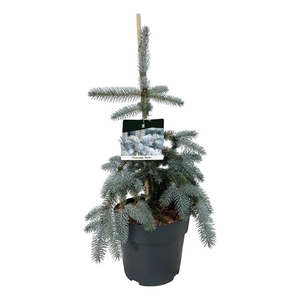 Picea pung. 'Koster'