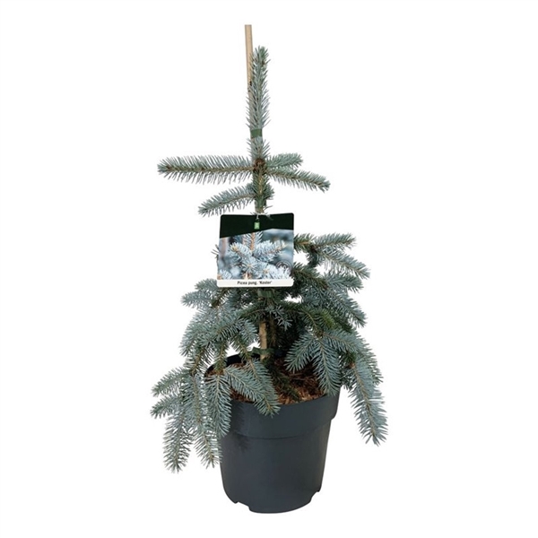 <h4>Picea pung. 'Koster'</h4>
