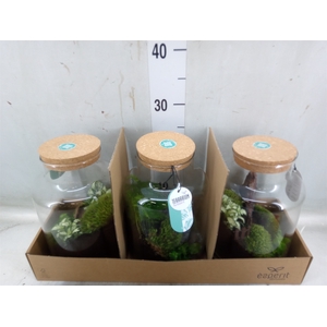 Arr.   Planten H%