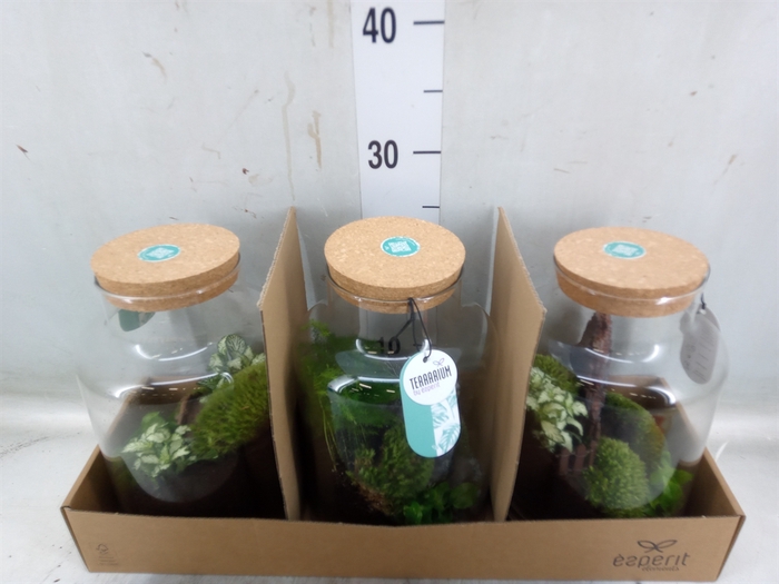 <h4>Arr.   Planten H%</h4>