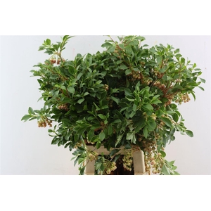 Enkianthus 80cm P Stem