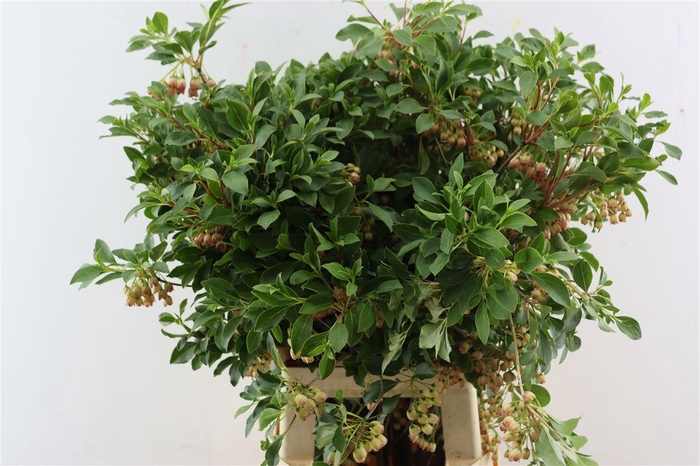 <h4>Enkianthus 80cm P Stem</h4>
