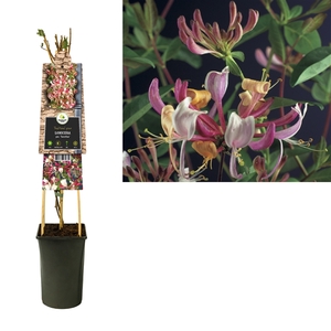 Lonicera per. 'Serotina' +3.0 label