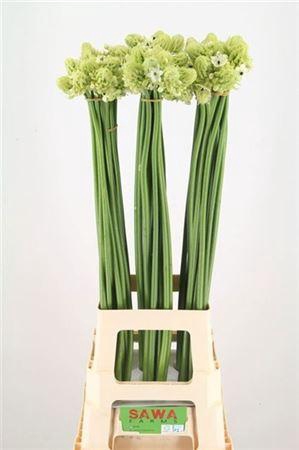 <h4>Ornit Saundersiae</h4>