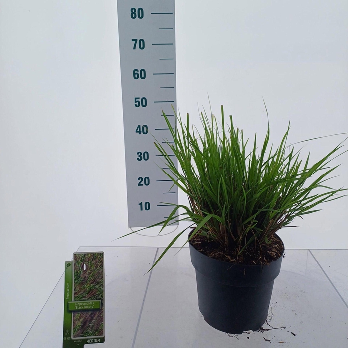 Pennisetum alopecuroides