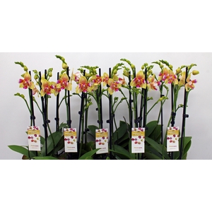 Lily 2-tak 50cm (RIJP)