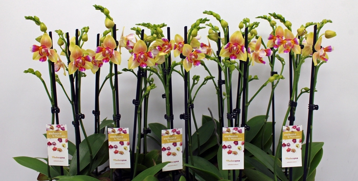 <h4>Lily 2-tak 50cm (RIJP)</h4>