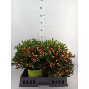 Solanum pseudocapsicum 'Megaball'