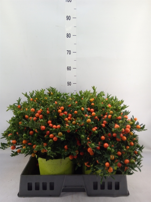 <h4>Solanum pseudocapsicum 'Megaball'</h4>