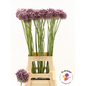 ALLIUM JASMINE