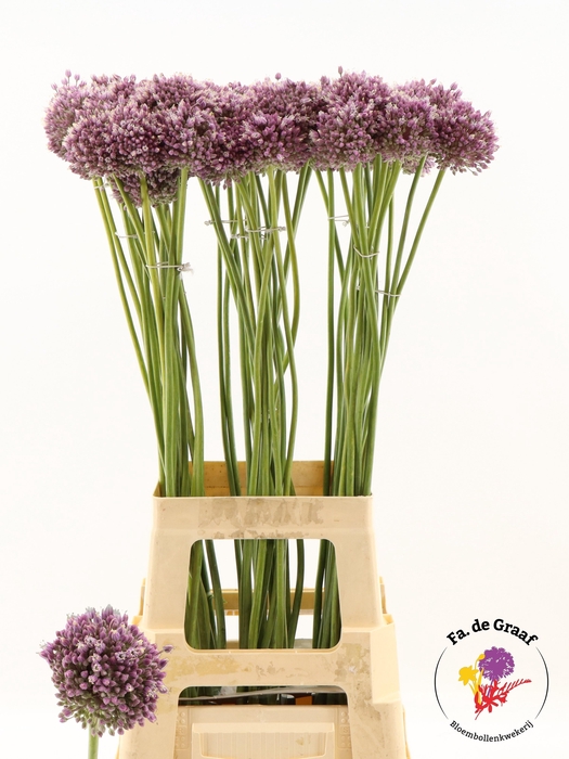 <h4>ALLIUM JASMINE</h4>