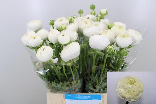 <h4>RAN AAZUR WHITE</h4>