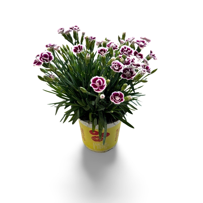 <h4>Dianthus Lucky Lips 'Lena' 10,5 CM © Exclusief</h4>