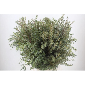 Euca Parvifolia 300gr P Bunch
