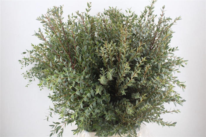 <h4>Euca Parvifolia 300gr P Bunch</h4>