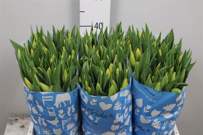 <h4>Tu En Strong Gold</h4>