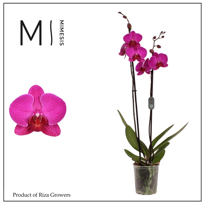 <h4>Phalaenopsis Mulberry Cake 2 spike – 12cm | Mimesis</h4>