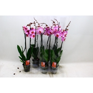 PHAL OV ROZE