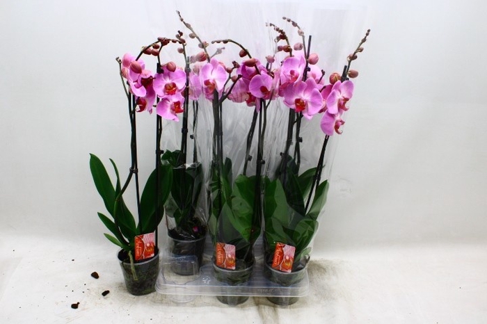 <h4>PHAL OV ROZE</h4>