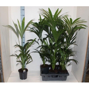 HOWEA FORSTERIANA P17 90CM