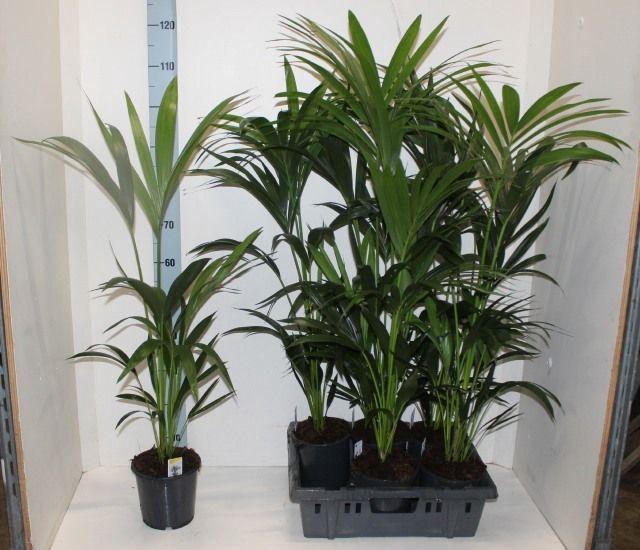 <h4>HOWEA FORSTERIANA P17 90CM</h4>