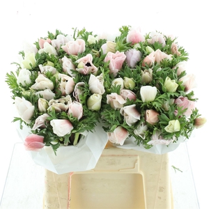 Anem Mistral White Super (pink Glow)