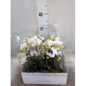 Phalaenopsis multi.   ...white