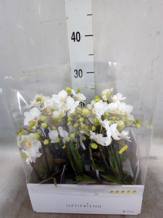 <h4>Phalaenopsis multi.   ...white</h4>