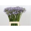 Agapanthus Silberpfeil