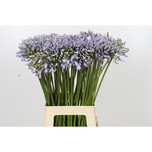 Agapanthus Silberpfeil
