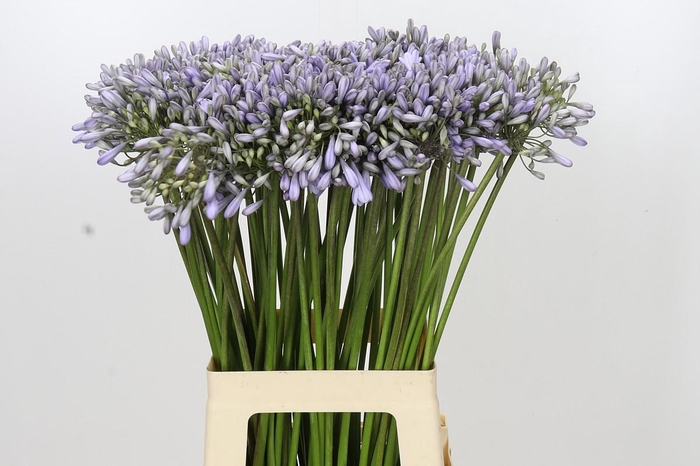 <h4>Agapanthus Silberpfeil</h4>