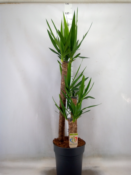 <h4>Yucca</h4>