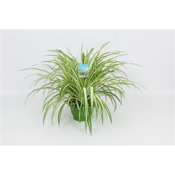 <h4>HangonGreen Chlorophytum Vitatum 21 cm</h4>