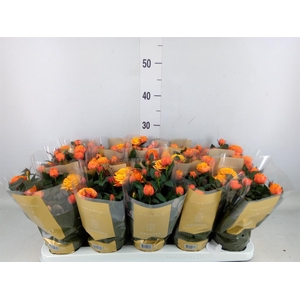 Rosa  'Firebird Kordana Grande'