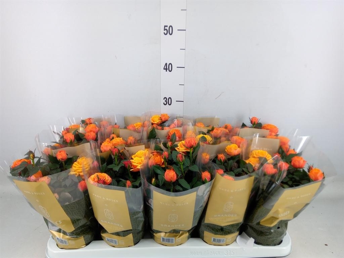 <h4>Rosa  'Firebird Kordana Grande'</h4>