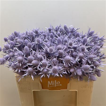 <h4>Eryn Klb Lagoon Milka</h4>