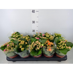 Kalanchoe blos.   ..rosebud mix  5