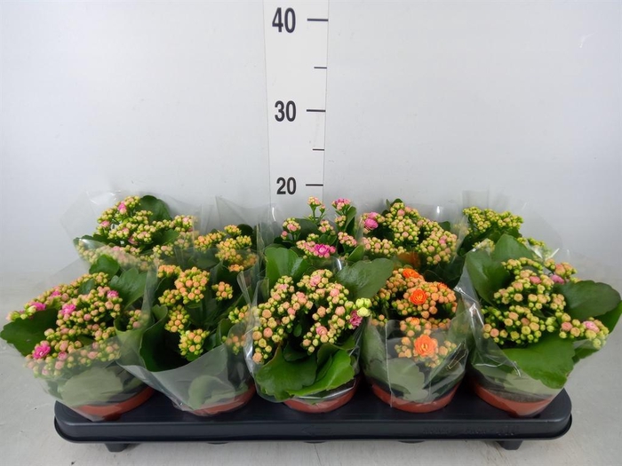 <h4>Kalanchoe blos.   ..rosebud mix  5</h4>