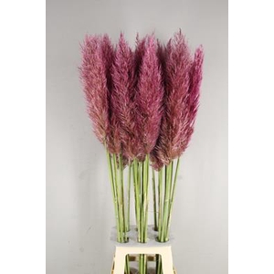 Cortaderia Selloana Cerise