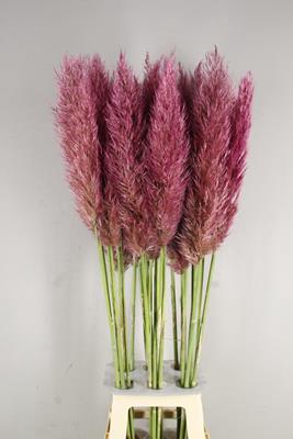 Cortaderia Selloana Cerise