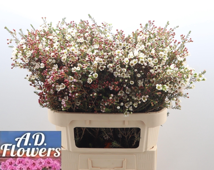 <h4>CHAME MI LIRON</h4>