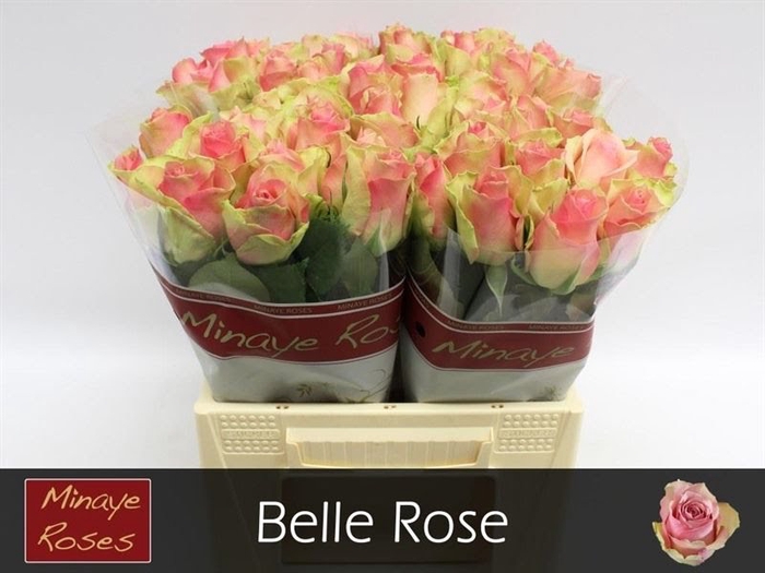 <h4>R Gr Belle Rose Extra Minaye</h4>