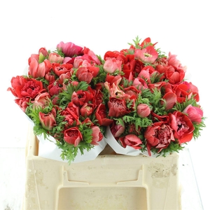 Anem Co Fstar Gl Red Super